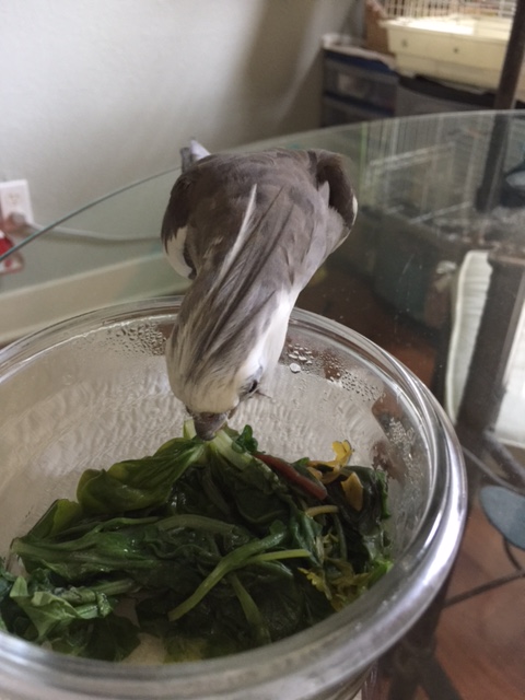 Yes I'm sure of it....didn't I just see you in my breakfast salad this morning?