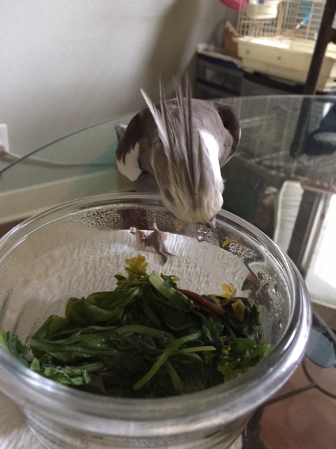 "Steamed?" Really? That looks rather....unpleasant.