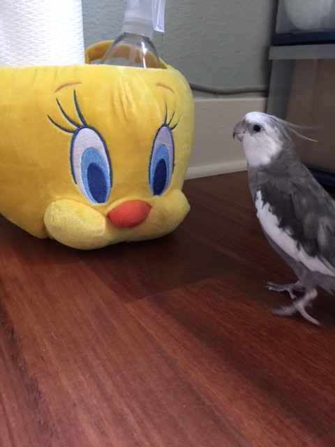 I am the official Greeter for our flock. 