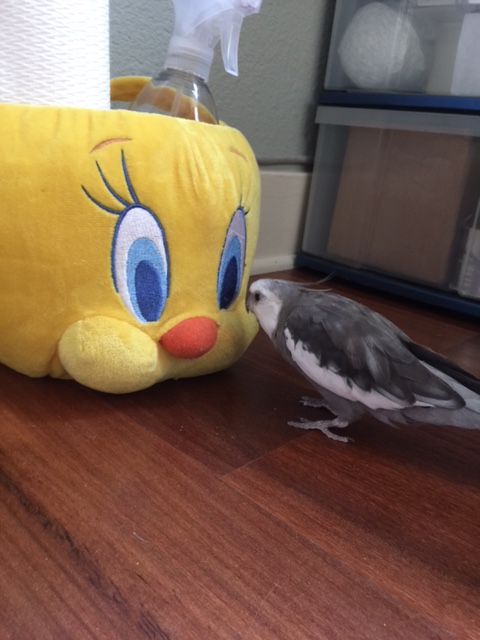 I see a ....beak....