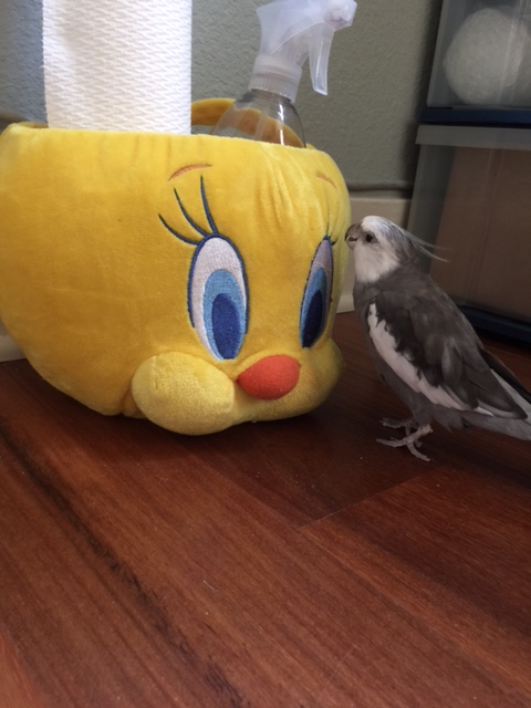 You say your name is "Tweety?"