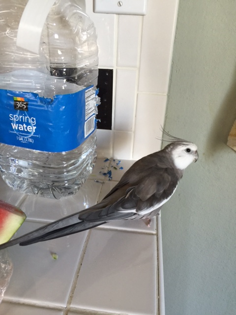 Sorry, dude - it is time for my contractually-required snack break. And a quick escape, if I play my cards right....