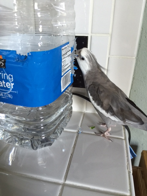 It itches? I'll bet it does - I mean, it won't last long....I'm just removing the parts that don't contribute to your, um, beauty.