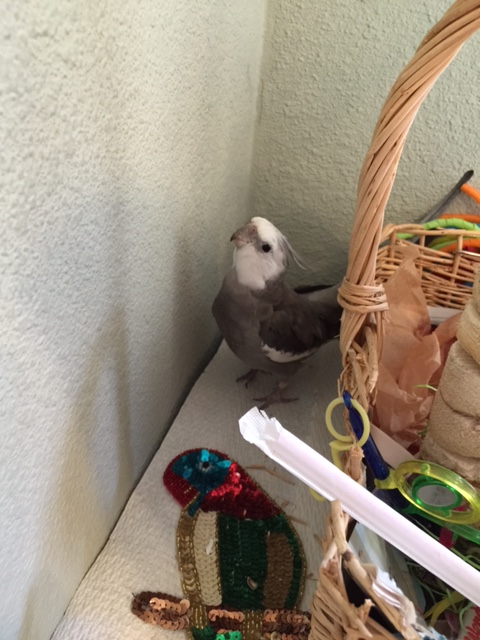 You said how many people want to buy it when it's done?