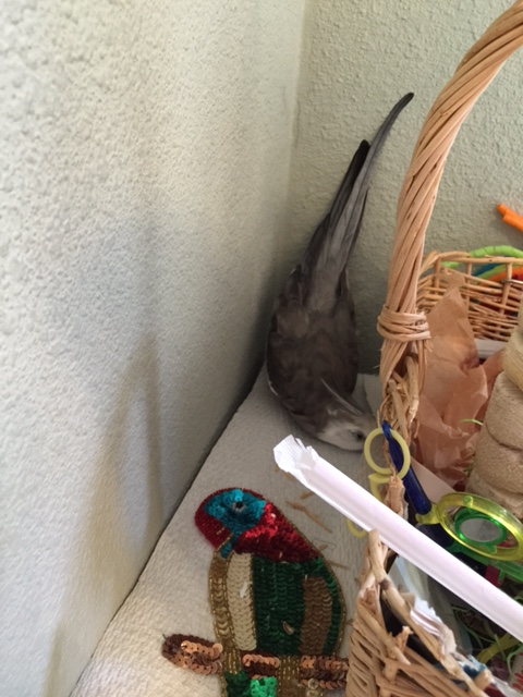 Nom nom nom.....oh and Mom, remember, the only currency I accept is the "waffle."