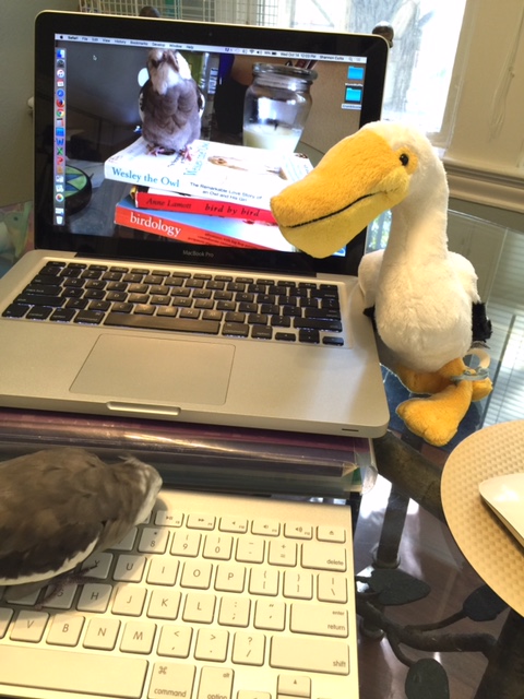 I sure do love my posh 