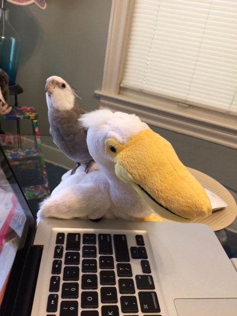 Well bring the small shelled being, then....she could benefit from a refresher in what I'm about to teach too.