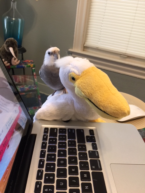 That's right, Gannet - I am! Bravo - clearly you are a very attentive learner!