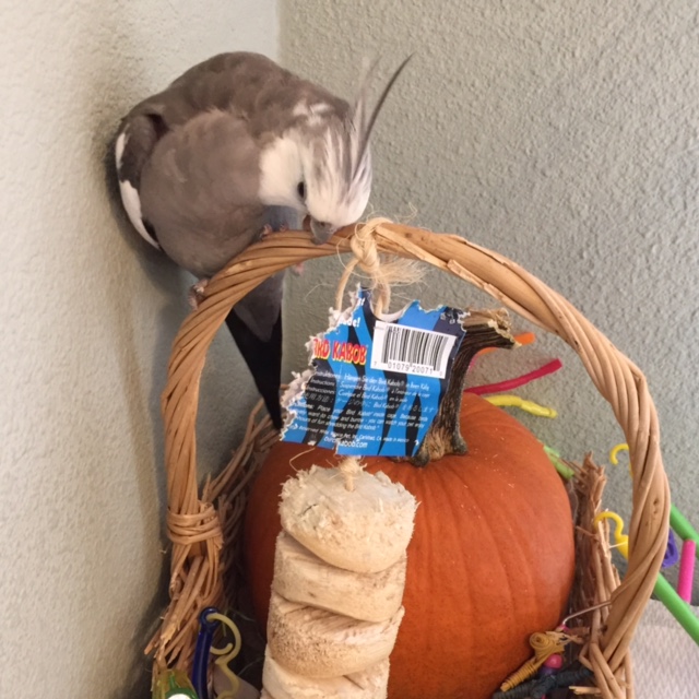 It already looks so good - it's hard to envision what to work on next.