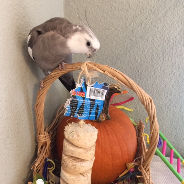 Boy am I feeling creative today. It must be this unusual artistic medium.