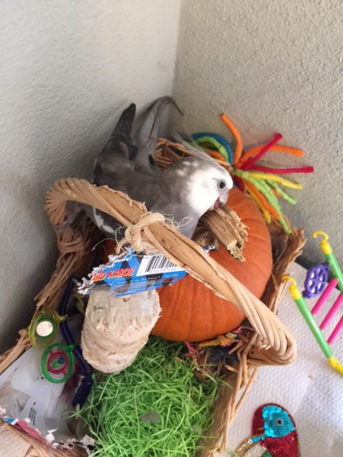 I can almost hear the "oohs" and "aahs" from here.