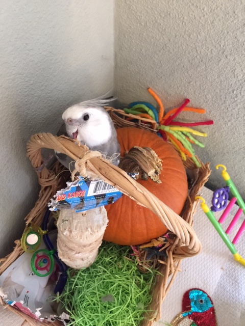 And we can use this death-defying photo for the bidding war which will soon follow.