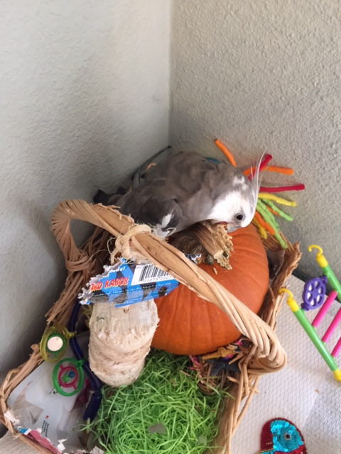 In the press release, be sure to emphasize the phrase "death defying," Mom - we can call it "Extreme Pumpkin Art!"