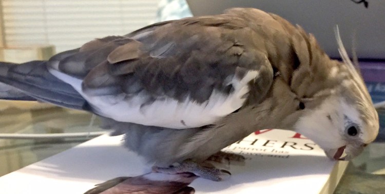 BeakOGraphRight_crop