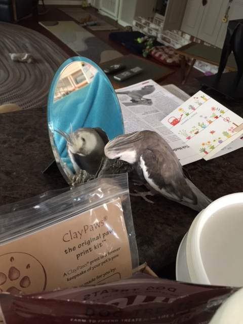 I "counter offer" with 10 waffles. And that's just for a head shot.