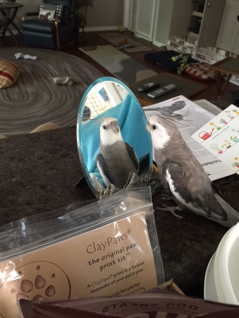 I mean, look at this cute feathery face!