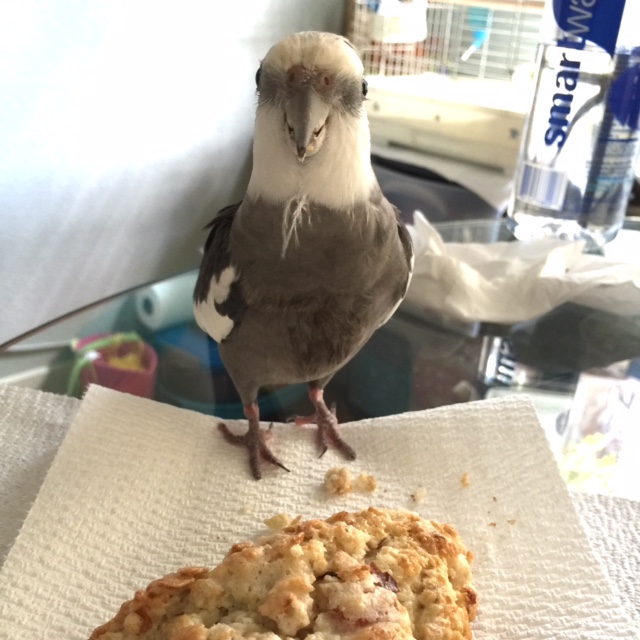 So I'll just put on my "neck feather napkin" for another session of refined dining, avian-style.