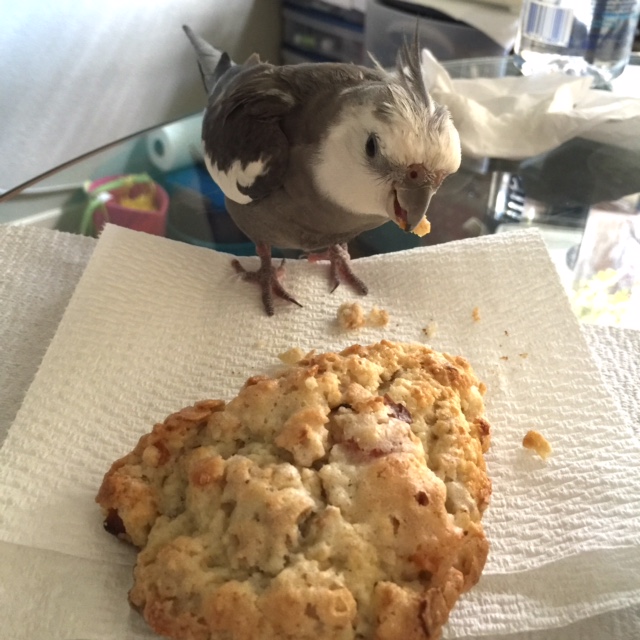 Nom nom CRUNCH nom nom...