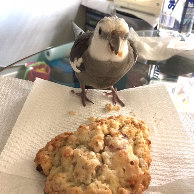 Crunch crackle nom NOM nom...