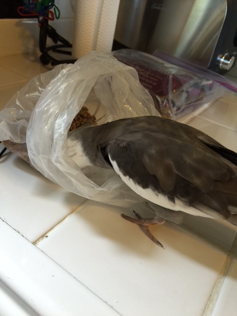 You say in your flock, you like to do introductions by jumping into your guest's open beak?