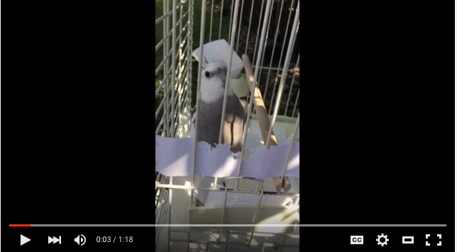 Click on the graphic above to watch Pearl Bond working his magic on the ladies!