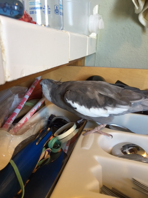 Just doing a little browsing, seeing what there is to be seen, no paparazzi in sight....