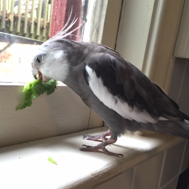 And for this final scene we will focus on "Fun & Easy Ingestion" tips.