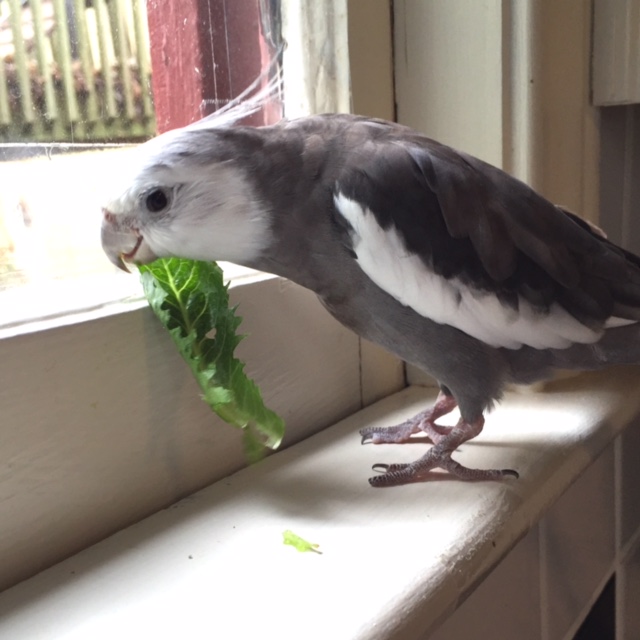 A post-episode hug? Well of course - I can give you my beak-o-graph too if you like....