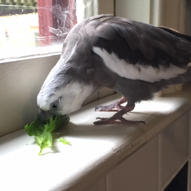 Excellent. CHOMP. So let's begin....