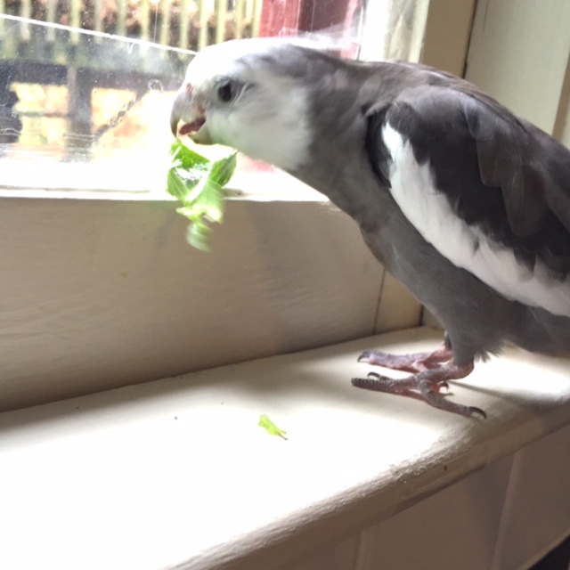 Nom nom nom....so this first scene we will call "The Crunch Factor."