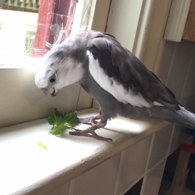 Well hi there! Are you here for today's exciting episode of "Greens with Gusto?" 