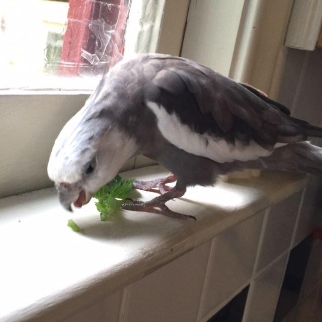 Great! And do you have any questions about the waiver? No?