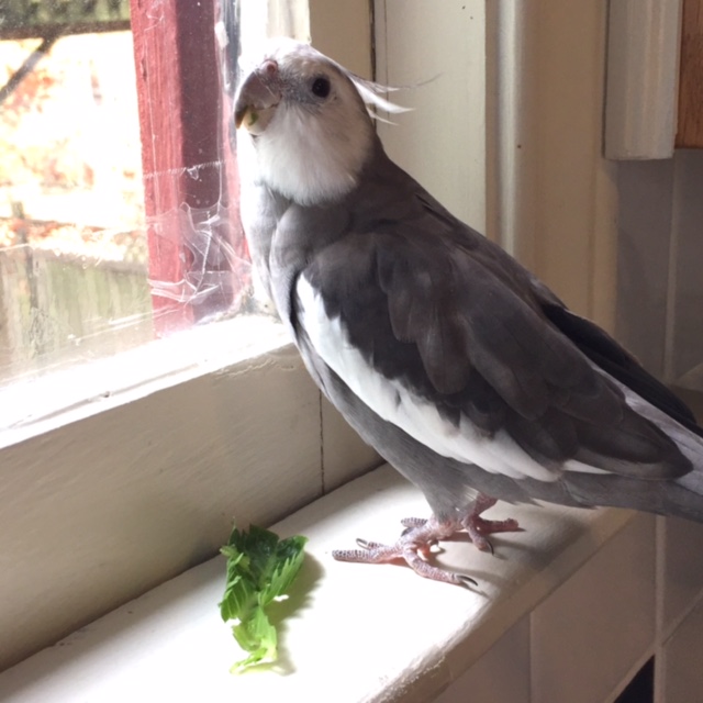 Yes, Mom - he's here for "Greens with Gusto." Did you have him sign my "waiver of liability?" 