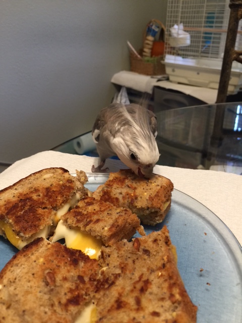 I also like to take the time up front to taste-test and claim each piece individually - just in case poachers are thinking of sneaking in.