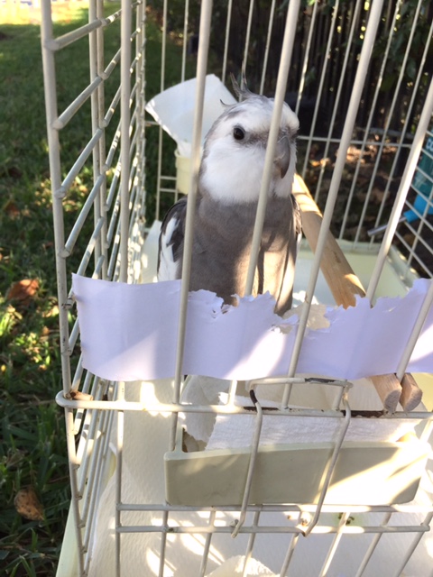 All of a sudden it has gotten so sunny and cool-ish - almost like a second spring!