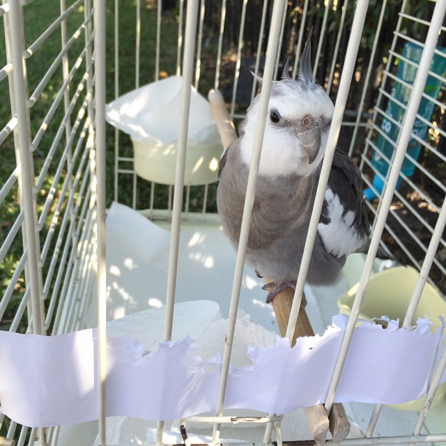 Well, yes, I know I look very cute. Yes, and very feathery. And very pretty, yes, that too.