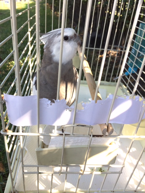 So let's, er, give the ladybirds a look at all this cute feathery prettiness by, oh, say, having you back up....