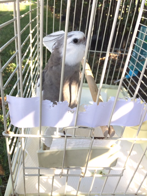 And unlike some of my less-prepared competitors, I am still in possession of all my feathery spring finery!