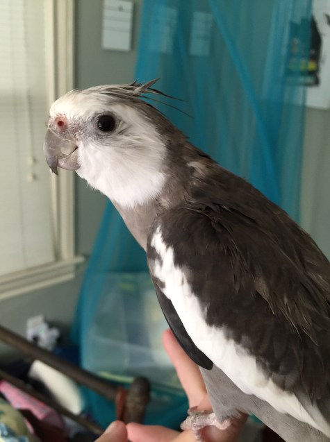 Here, notice the understated elegance of the model's petite "fascinator" as it flips up and away from the neck line.