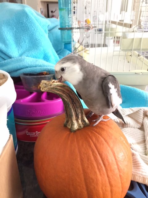 You know, this top crunchy part of yours isn't half bad.