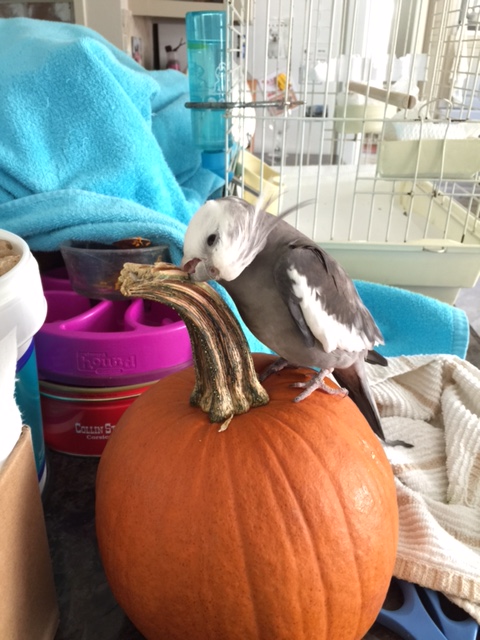 I'm starting to understand why these "pumpkin patches" are so popular....