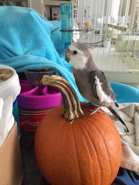 Okay, well, here I am at the "pumpkin patch."