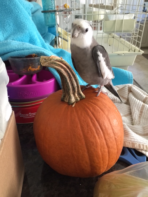 I have to say - my featherless flock mates sure have some strange customs.