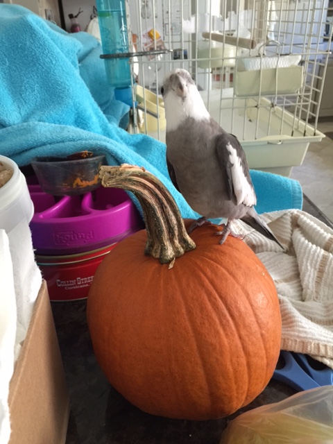 Yawn. Sigh. Cuteness!