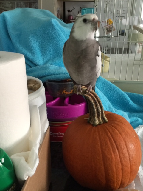Well here I am, posing with the big winner at today's "pumpkin patch" event.