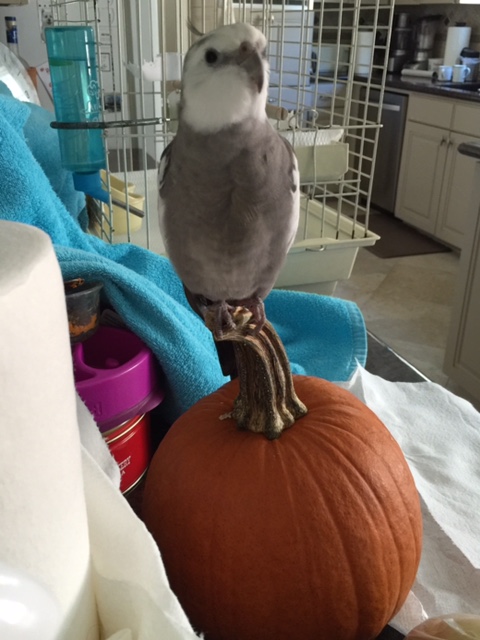 What, Grandma? Am I feeling peckish from all this posing?