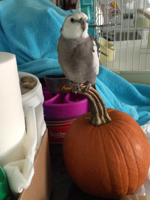 Would I like a "pumpkin flavored" or "regular" waffle for my treat today?