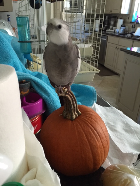 (Whispered) Don't tell my pumpkin, Grandma, but I'll go with "regular"....