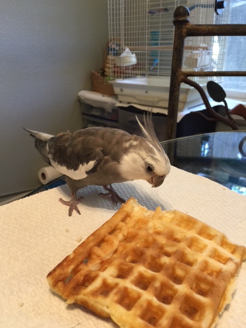 Well, from what I can see from here, it looks like my day will be full of waffles.