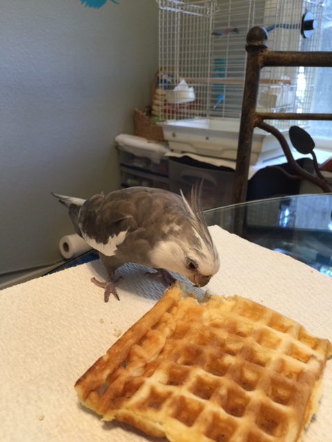 Now where was I? Oh yes - right from first sight I could tell this is one of the Small Chef's waffles.